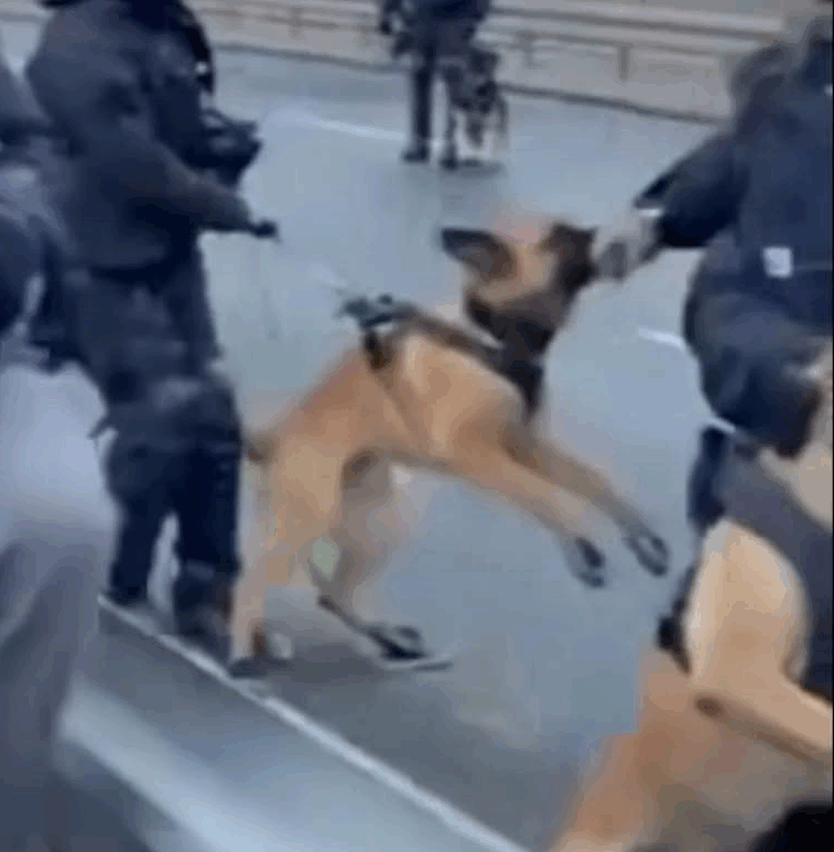 Symbolbild: Polizist wird vom eigenen Hund gebissen.